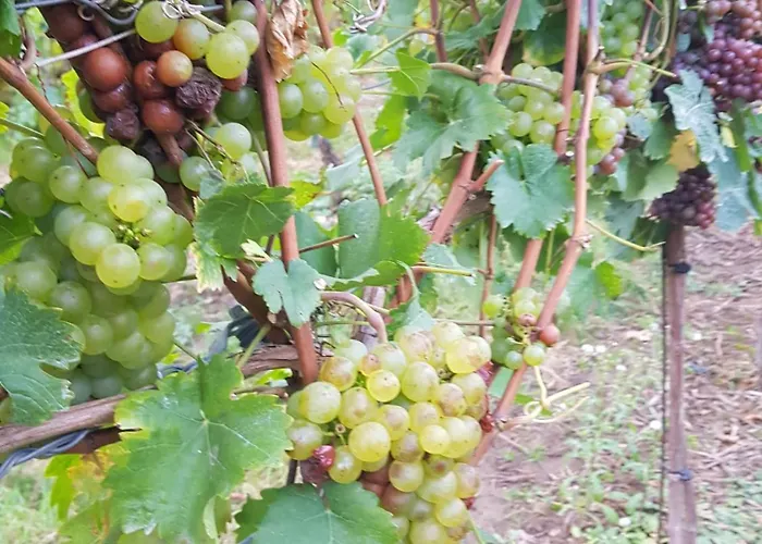 Ferienwohnung Weingut Lahmer August
