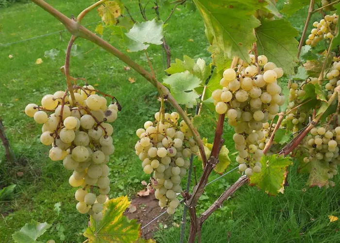 Ferienwohnung Weingut Lahmer August