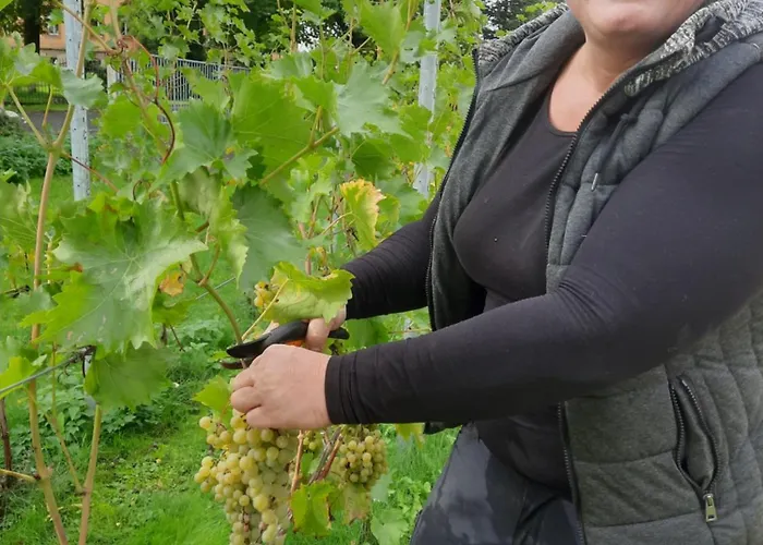 Ferienwohnung Weingut Lahmer August