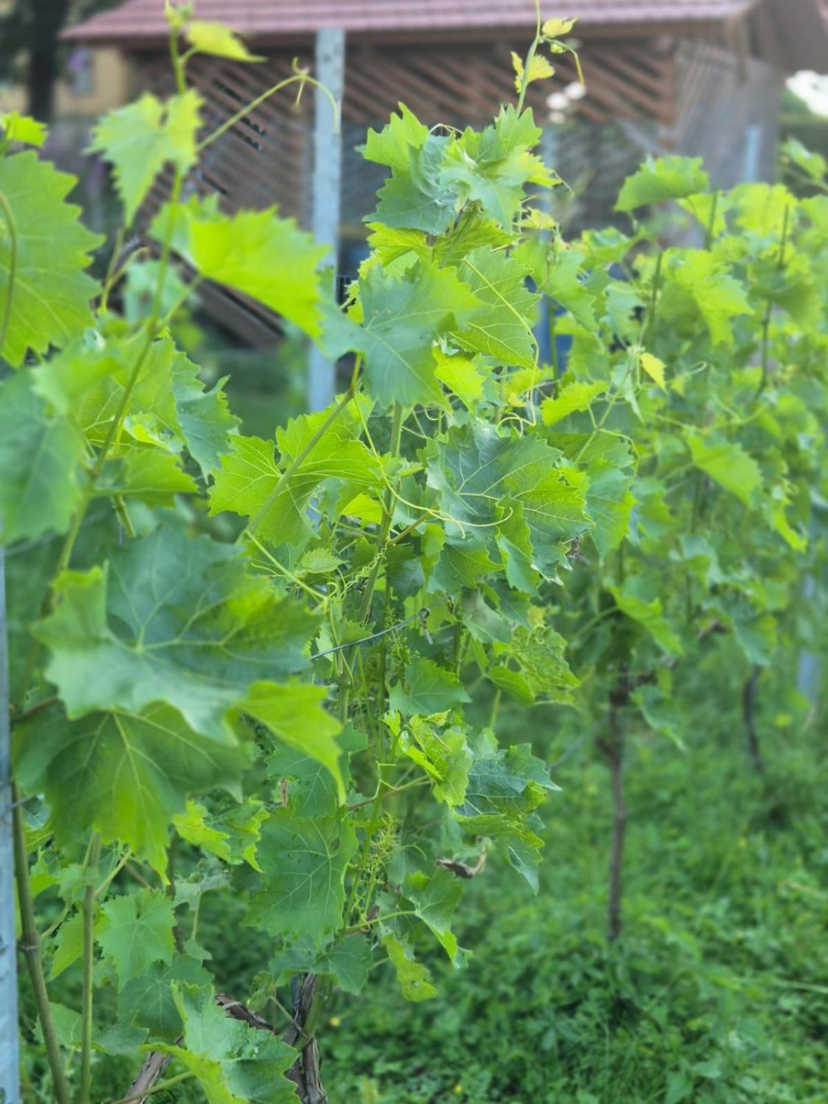 Weingut Lahmer August