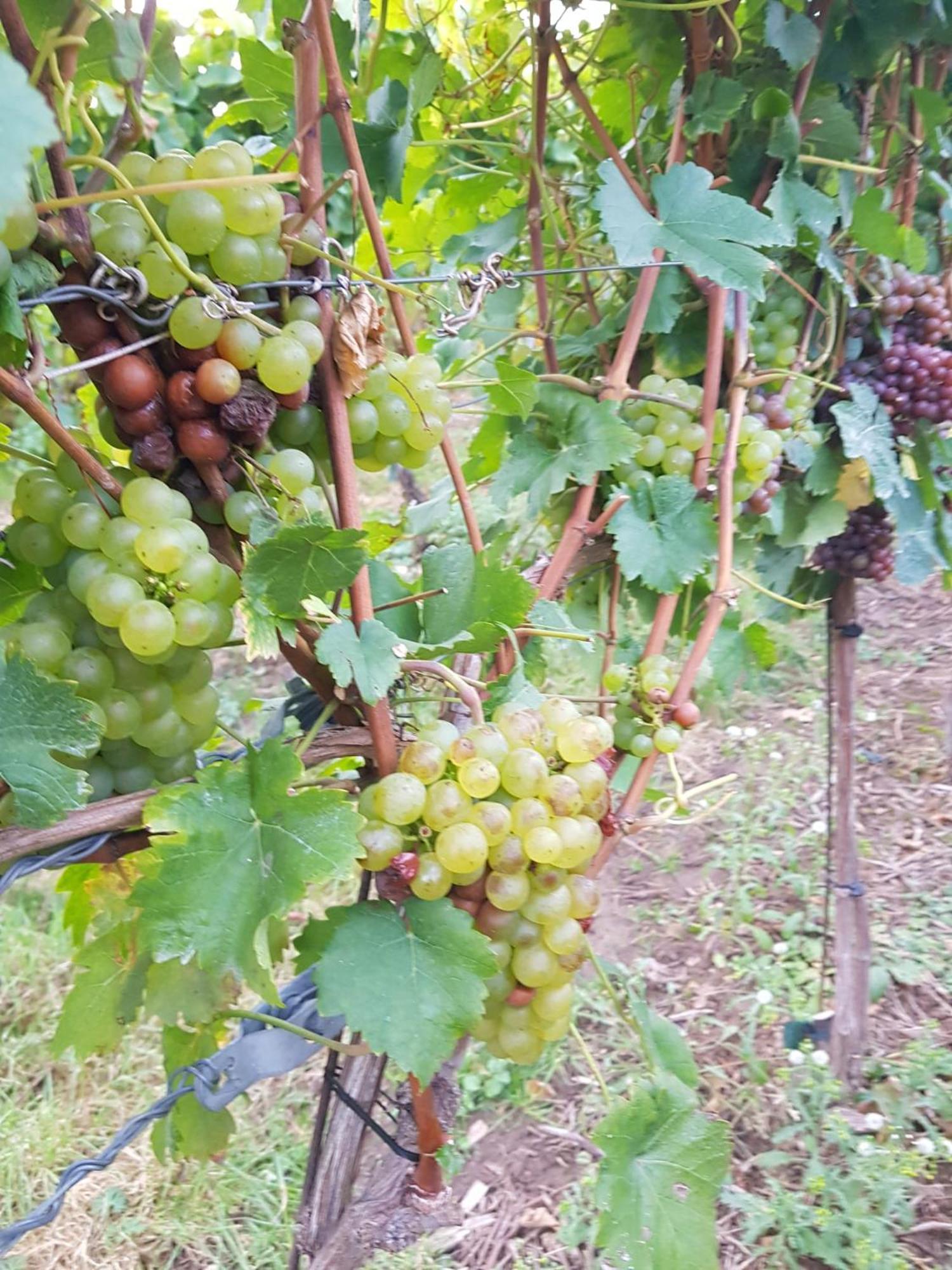 Weingut Lahmer August Kretzschau