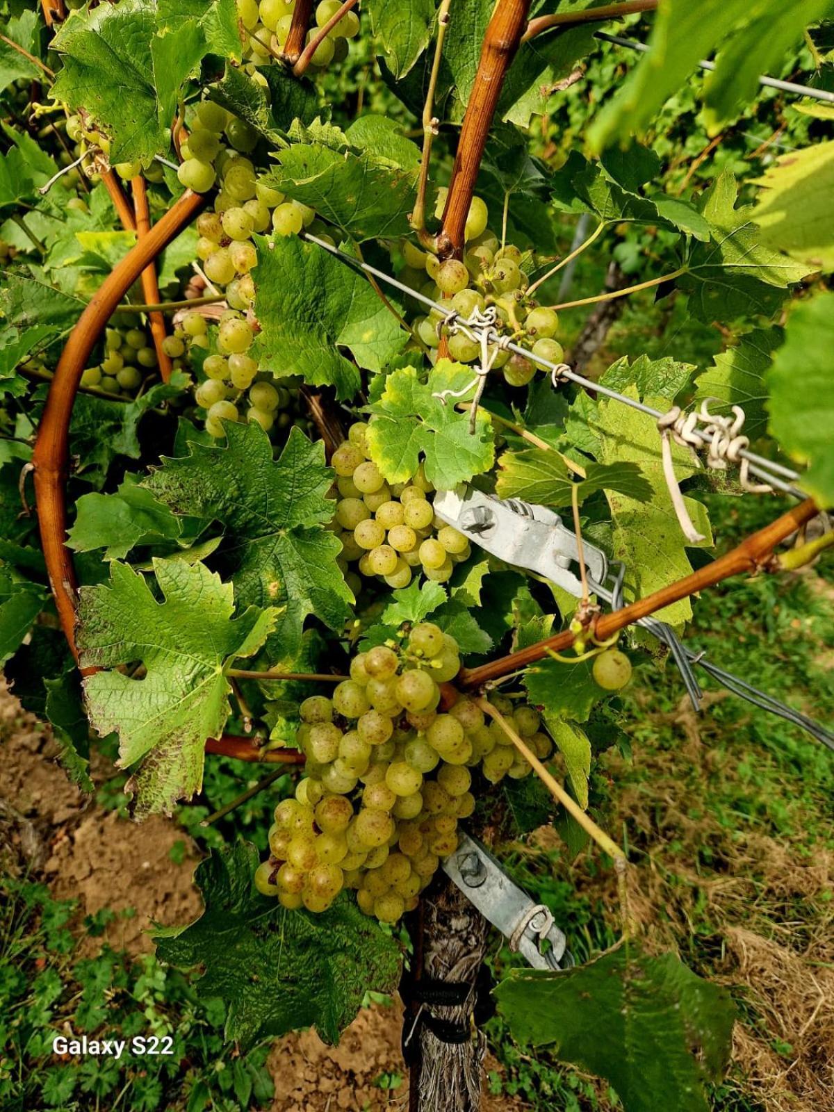 Apartment Weingut Lahmer August Kretzschau