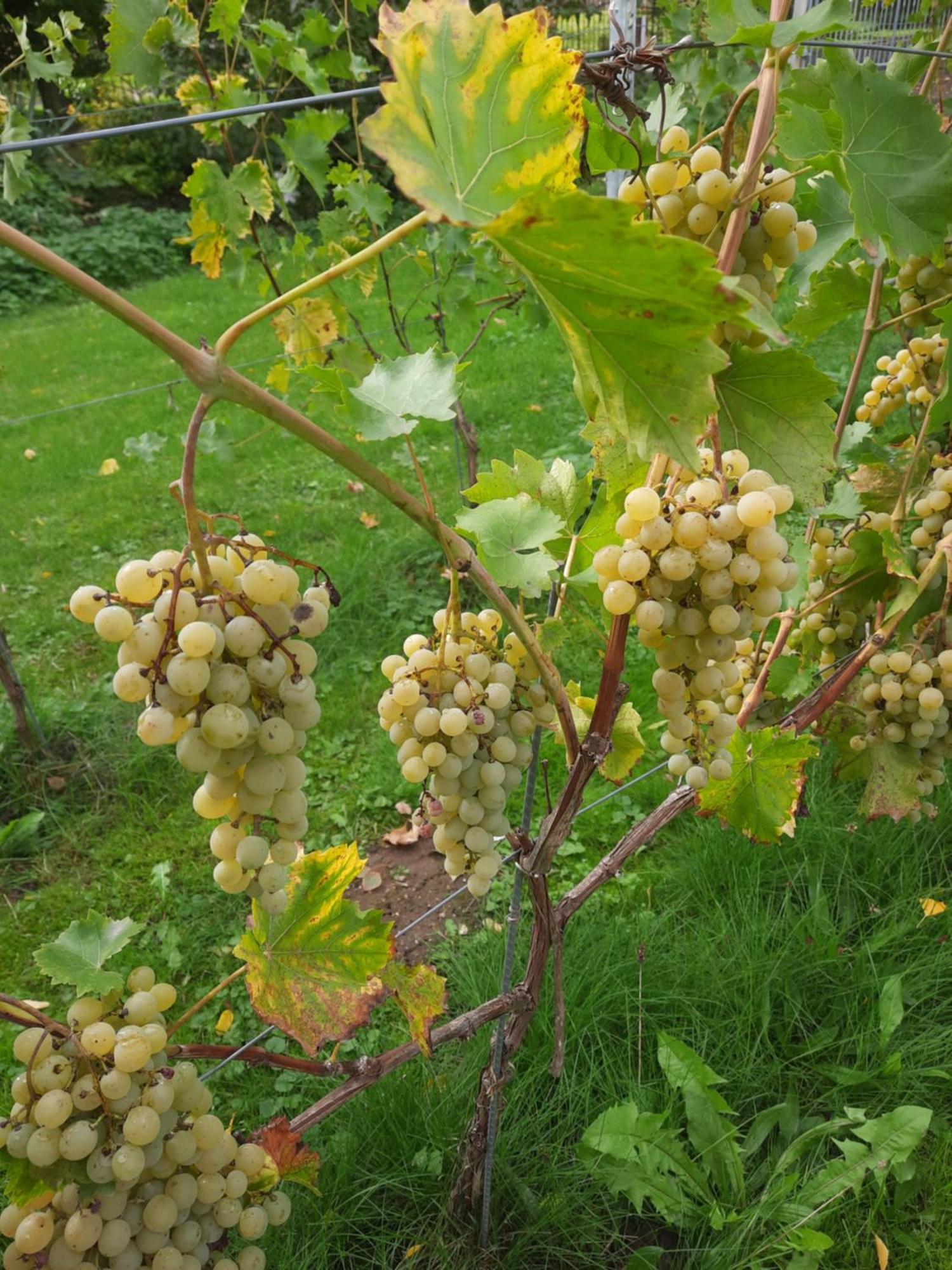 Apartment Weingut Lahmer August Kretzschau